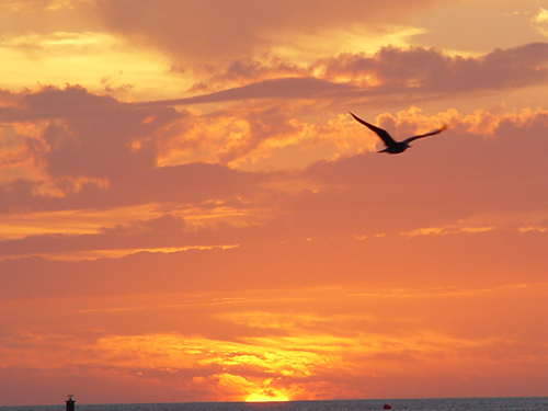 key-west-sunset-seagul.jpg