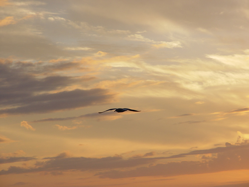 key-west-sunset-seagull-2.jpg