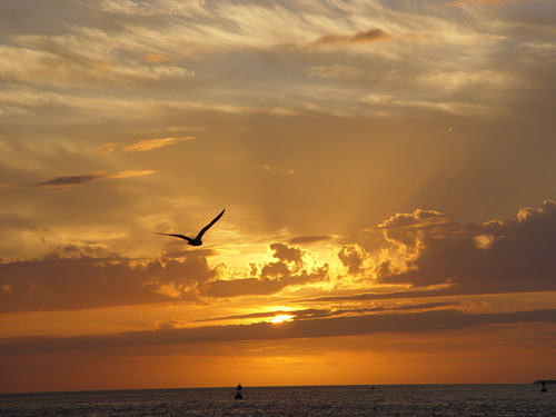 key-west-sunset-seagull-3.jpg