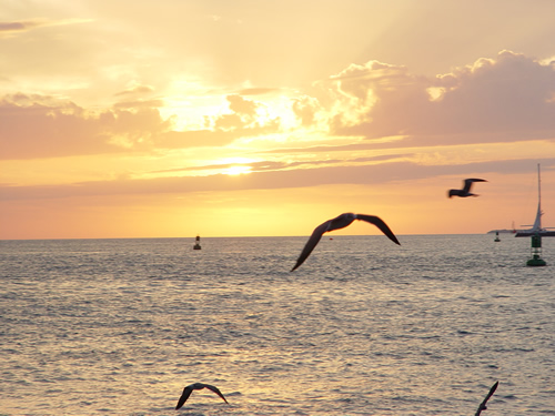 key-west-sunset-seagull.jpg